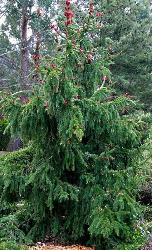 Ель обыкновенная Акрокона (Picea abies 'Acrocona')