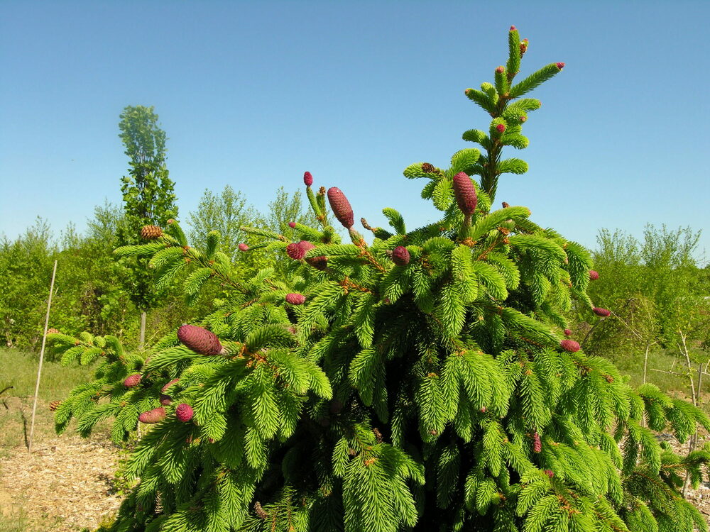 Ель обыкновенная Акрокона (Picea abies 'Acrocona')
