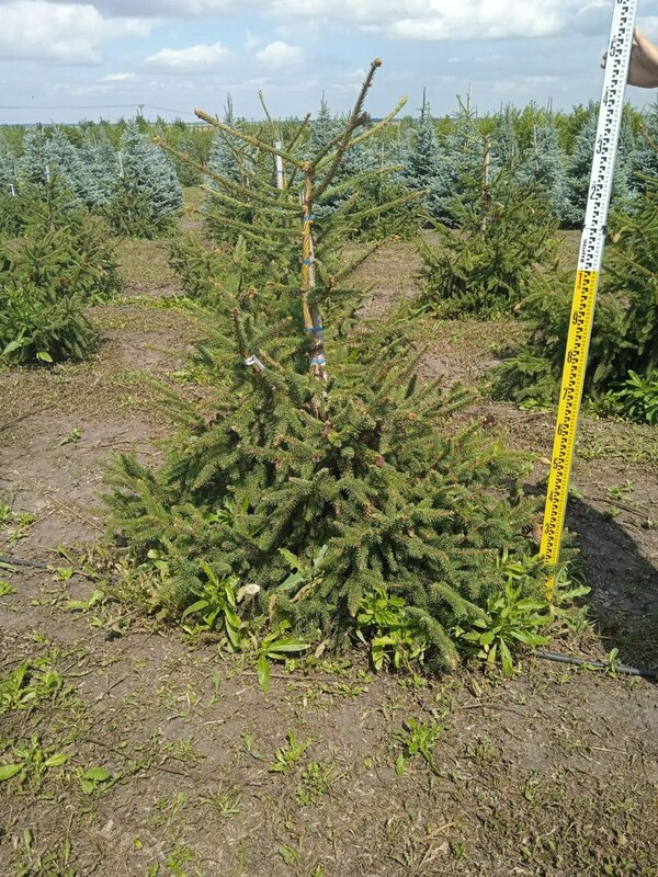 Ель обыкновенная Акрокона (Picea abies 'Acrocona')