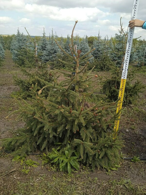 Ель обыкновенная Акрокона (Picea abies 'Acrocona')