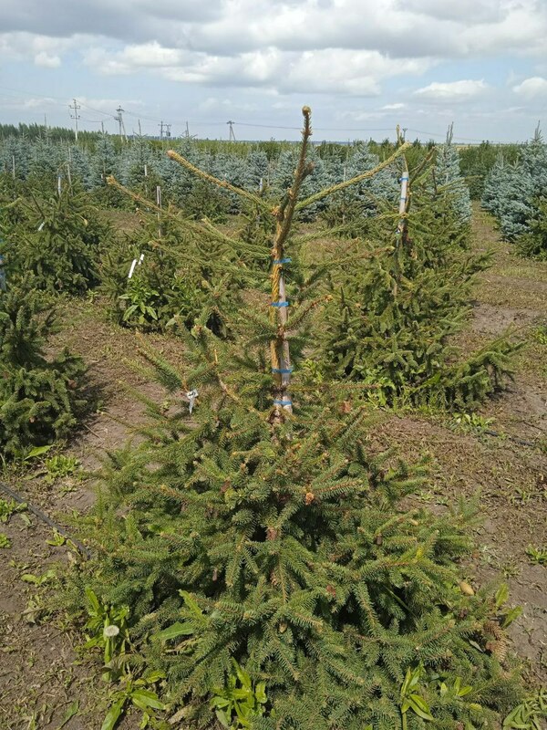 Ель обыкновенная Акрокона (Picea abies 'Acrocona')