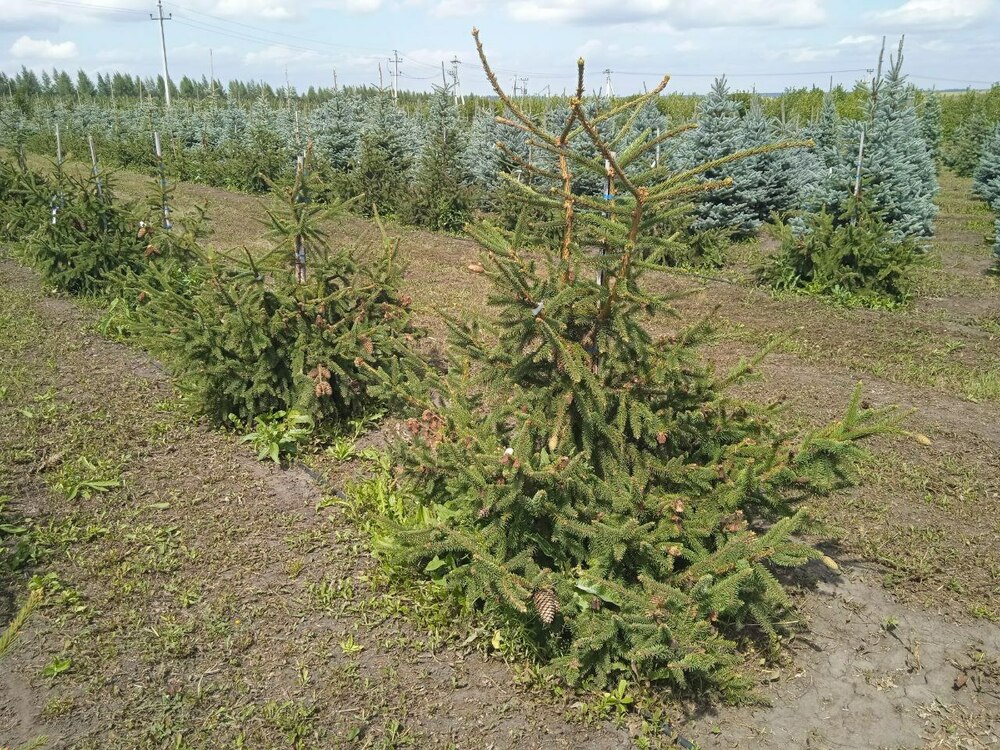 Ель обыкновенная Акрокона (Picea abies 'Acrocona')
