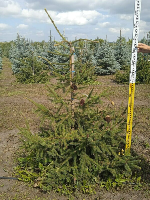 Ель обыкновенная Акрокона (Picea abies 'Acrocona')