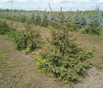 Ель обыкновенная Акрокона (Picea abies 'Acrocona')