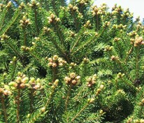 Ель обыкновенная Берри (Picea abies 'Barryi')