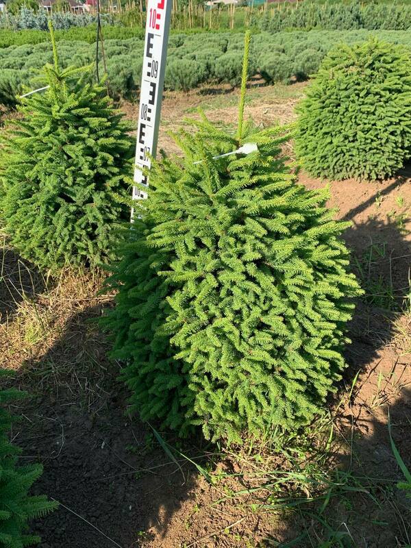 Ель обыкновенная Компакта (Picea abies 'Compacta')