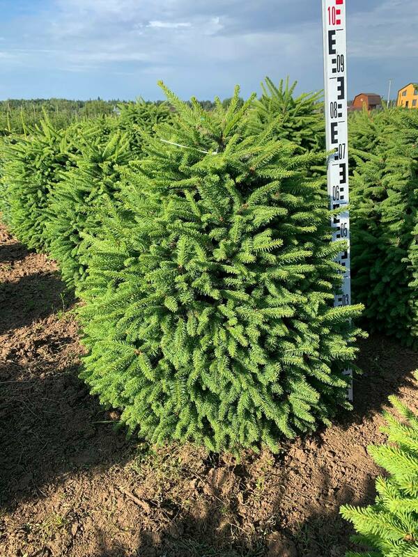 Ель обыкновенная Компакта (Picea abies 'Compacta')