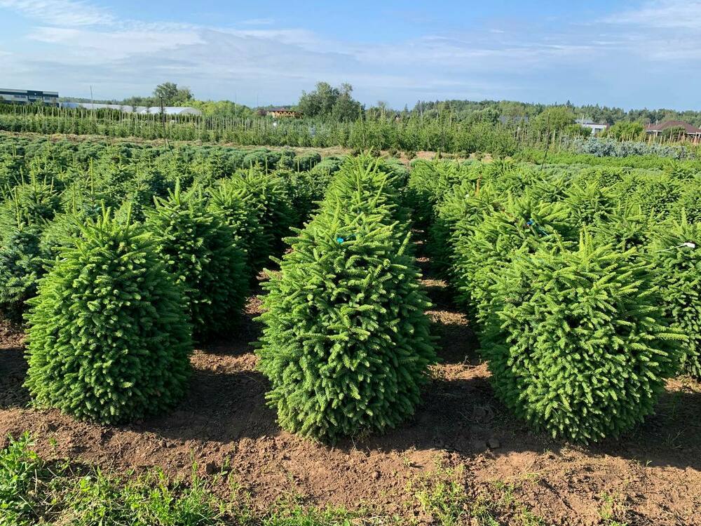 Ель обыкновенная Компакта (Picea abies 'Compacta')