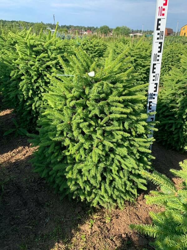 Ель обыкновенная Компакта (Picea abies 'Compacta')