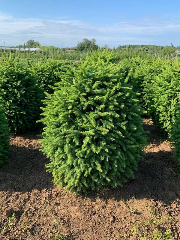 Ель обыкновенная Компакта (Picea abies 'Compacta')