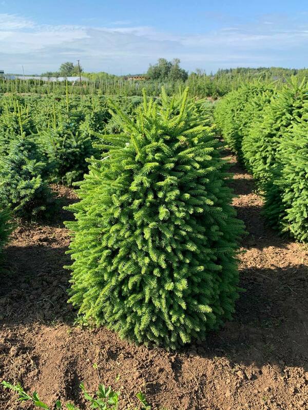 Ель обыкновенная Компакта (Picea abies 'Compacta')