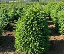 Ель обыкновенная Компакта (Picea abies 'Compacta')