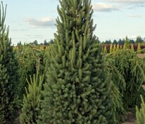 Ель обыкновенная Купрессина (Picea abies 'Cupressina')