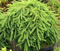 Ель обыкновенная Фробург (Picea abies 'Frohburg')