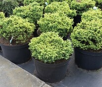 Ель обыкновенная Литтл Джем (Picea abies 'Little Gem')