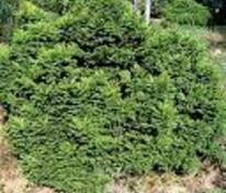 Ель обыкновенная Максвелли (Picea abies 'Maxwellii')