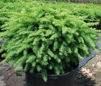 Ель обыкновенная Нидиформис (Picea abies 'Nidiformis')