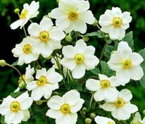 Анемона гибридная Андреа Аткинсон (Anemone x hybrida 'Andrea Atkinson')