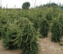 Ель обыкновенная Пендула Майор (Picea abies 'Pendula Major')