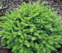 Ель обыкновенная "Pumila Glauca" (Пумила Глаука)