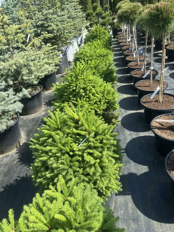 Ель обыкновенная Пигмея (Picea abies 'Pygmaea')