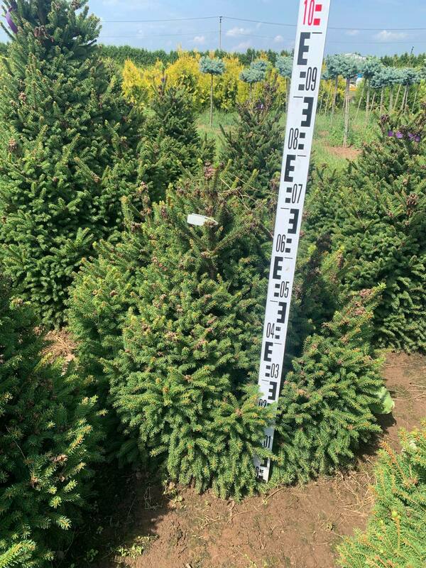 Ель обыкновенная Пигмея (Picea abies 'Pygmaea')