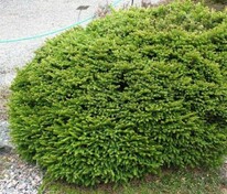 Ель обыкновенная Пигмея (Picea abies 'Pygmaea')