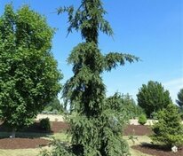 Ель обыкновенная "Rothenhaus" (Ротенхаус)