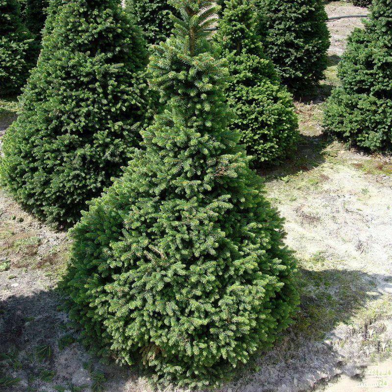 Ель обыкновенная Вилс Цверг (Picea abies 'Will's Zwerg')