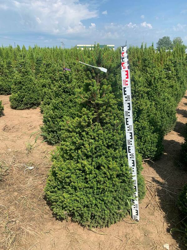 Ель обыкновенная Вилс Цверг (Picea abies 'Will's Zwerg')