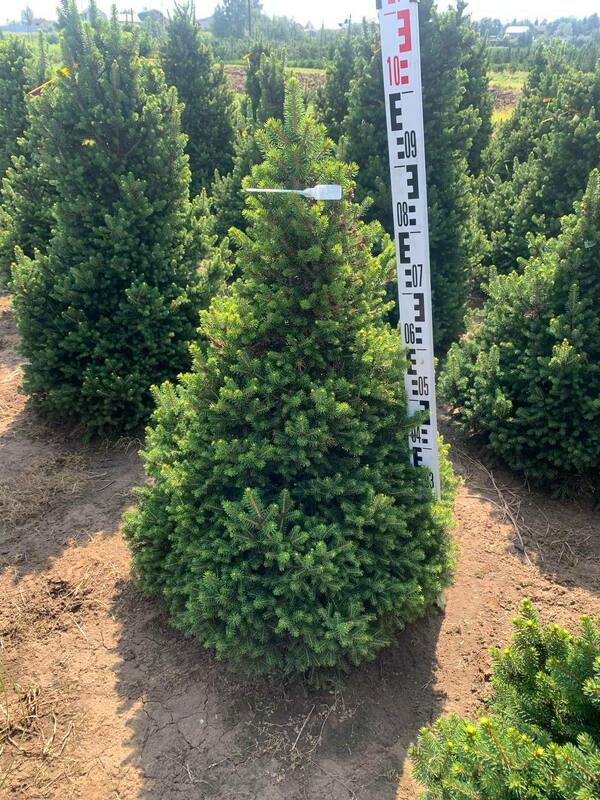 Ель обыкновенная Вилс Цверг (Picea abies 'Will's Zwerg')
