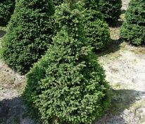 Ель обыкновенная Вилс Цверг (Picea abies 'Will's Zwerg')