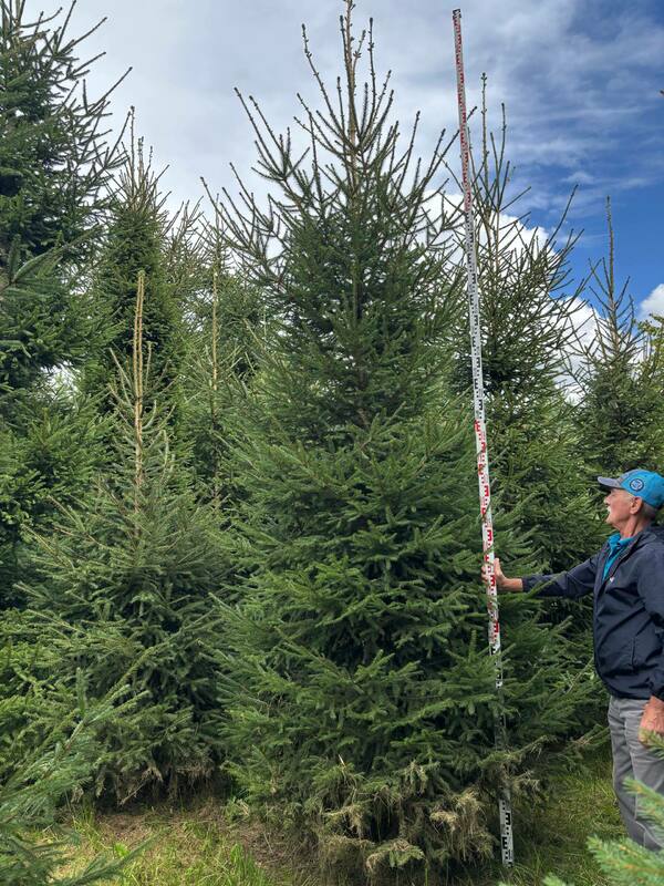 Ель обыкновенная (европейская) (Picea abies)