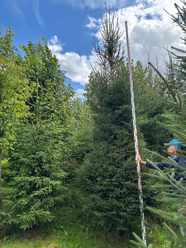 Ель обыкновенная (европейская) (Picea abies)