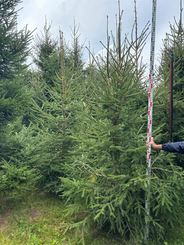 Ель обыкновенная (европейская) (Picea abies)