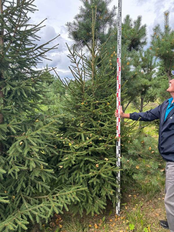 Ель обыкновенная (европейская) (Picea abies)