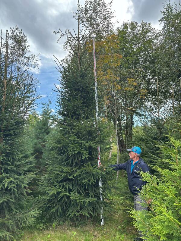 Ель обыкновенная (европейская) (Picea abies)