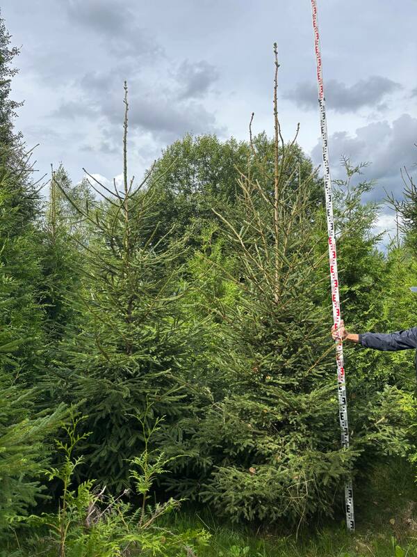 Ель обыкновенная (европейская) (Picea abies)