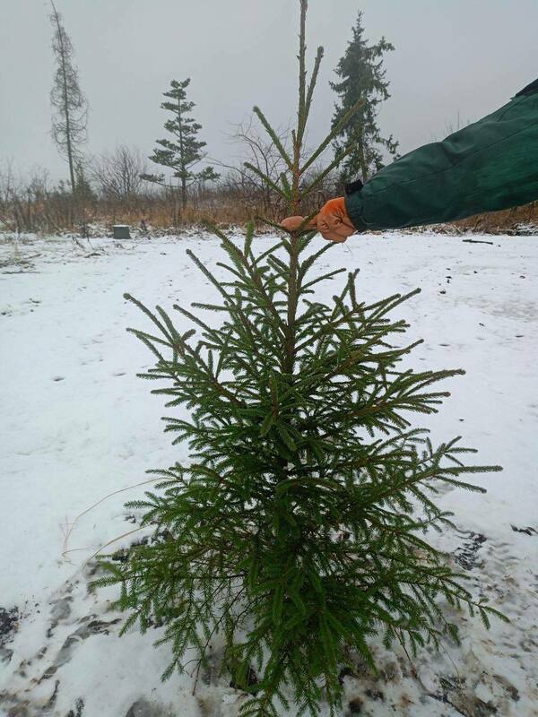Ель обыкновенная (европейская) (Picea abies)