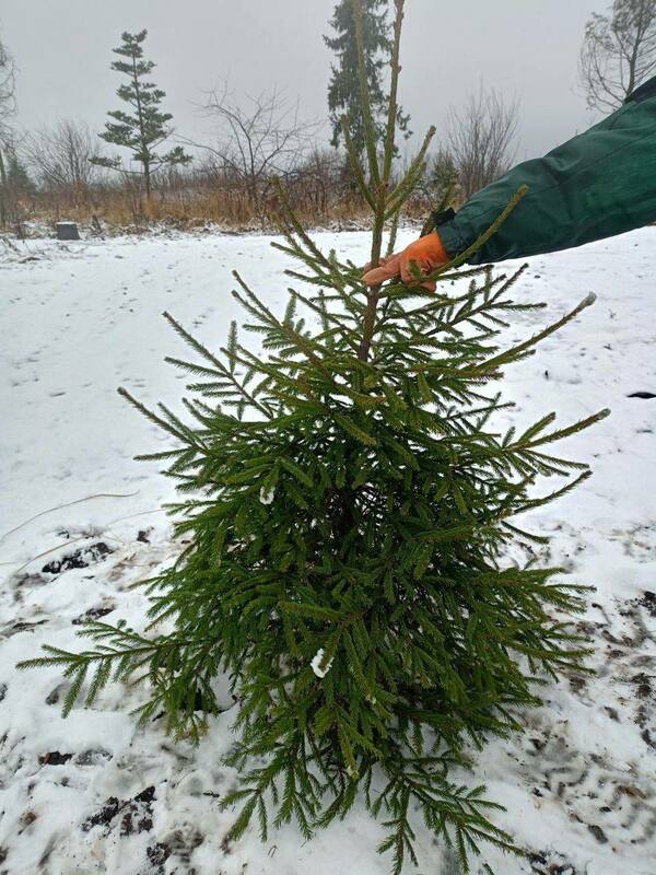 Ель обыкновенная (европейская) (Picea abies)