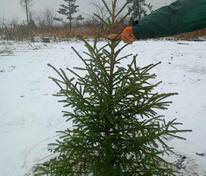 Ель обыкновенная (европейская) (Picea abies)