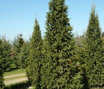 Ель обыкновенная "Columnaris" (Колумнарис)