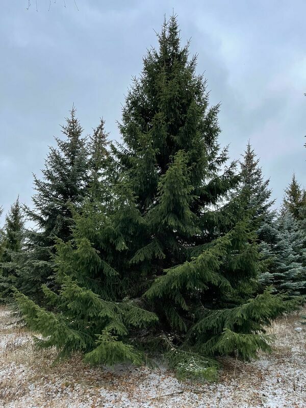 Ель обыкновенная (Picea abies) Экстра