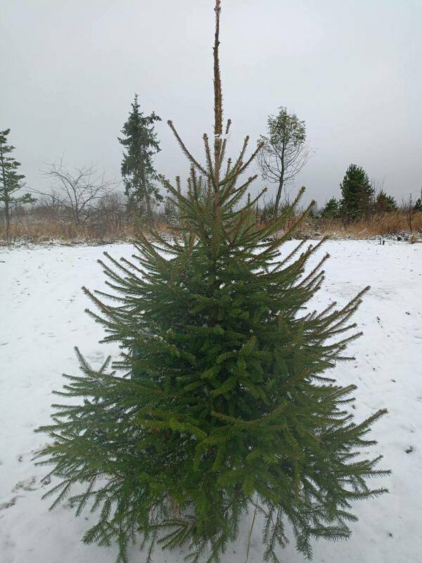 Ель обыкновенная (Picea abies) Экстра