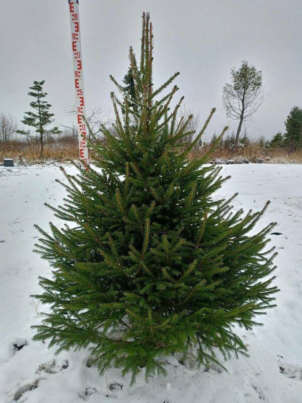Ель обыкновенная (Picea abies) Экстра