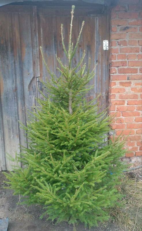 Ель обыкновенная (Picea abies) Экстра