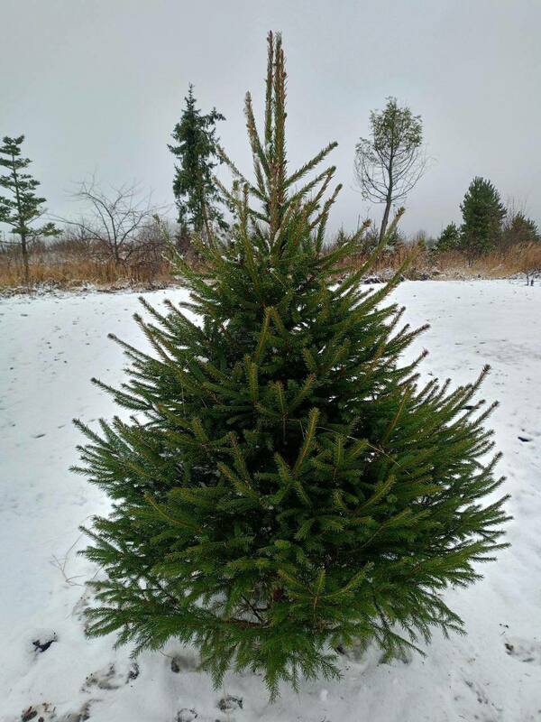 Ель обыкновенная (Picea abies) Экстра