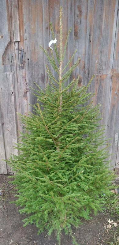 Ель обыкновенная (Picea abies) Экстра