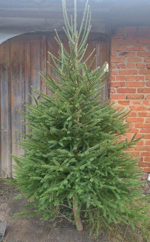 Ель обыкновенная (Picea abies) Экстра