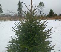 Ель обыкновенная (Picea abies) Экстра